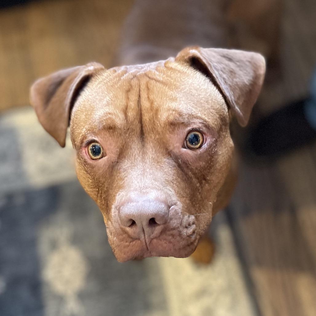 Enlarge Scooby, a Adoptable mixed breed in Milwaukee, WI image 2/6