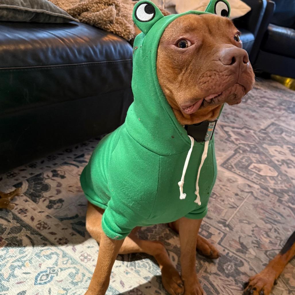 Enlarge Scooby, a Adoptable mixed breed in Milwaukee, WI image 3/6