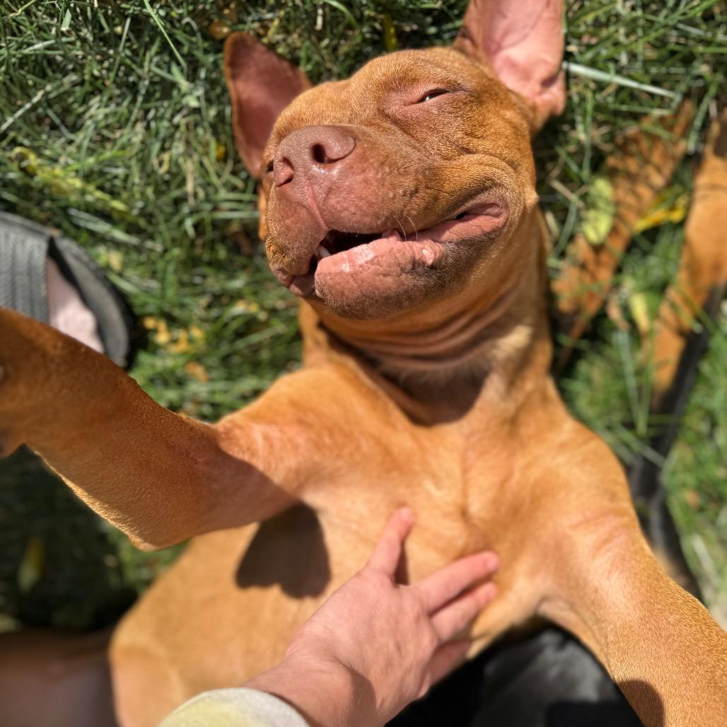 Enlarge Scooby, a Adoptable mixed breed in Milwaukee, WI image 4/6