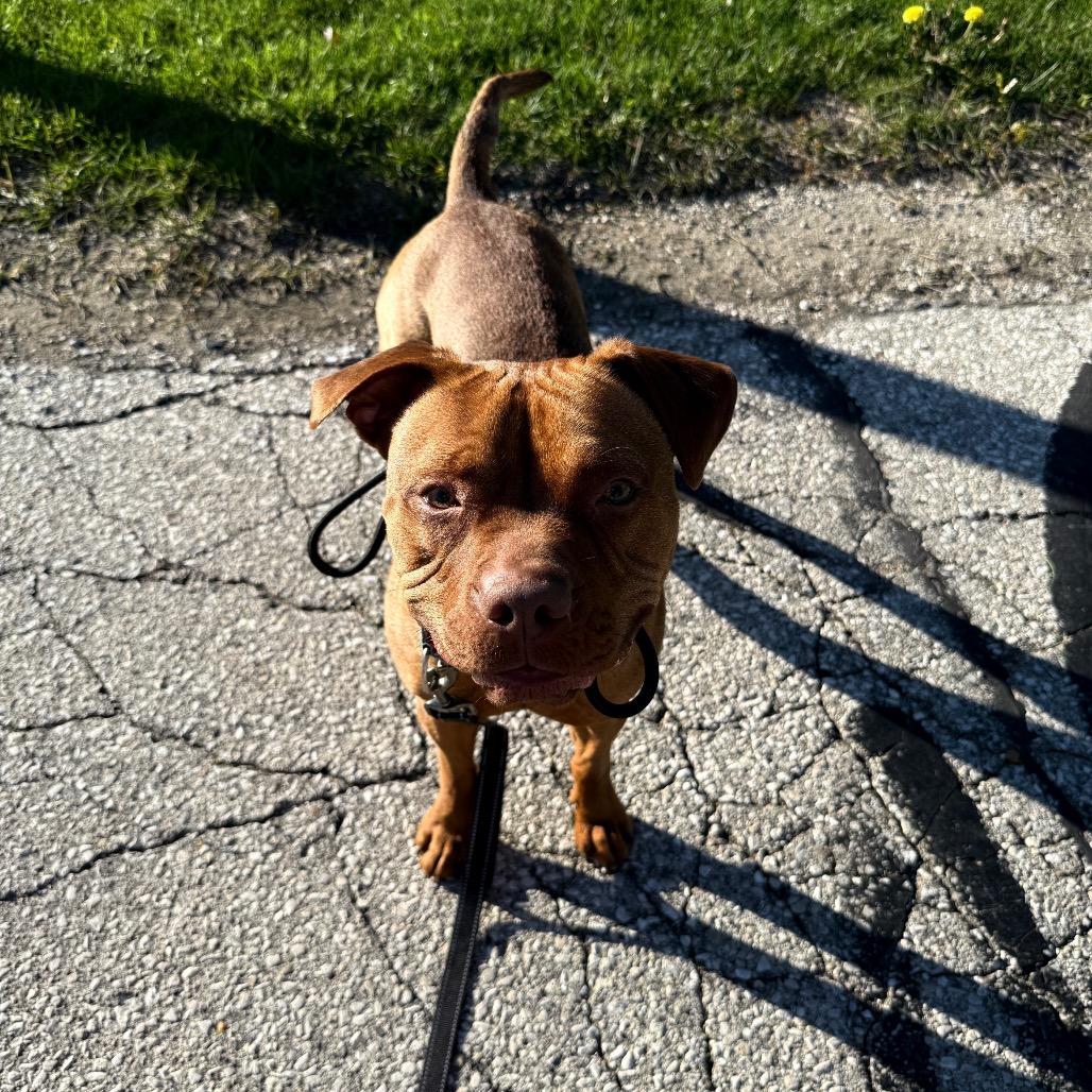 Enlarge Scooby, a Adoptable mixed breed in Milwaukee, WI image 5/6