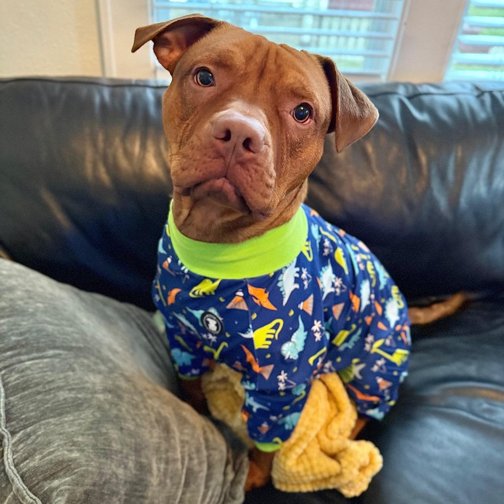 Enlarge Scooby, a Adoptable mixed breed in Milwaukee, WI image 6/6