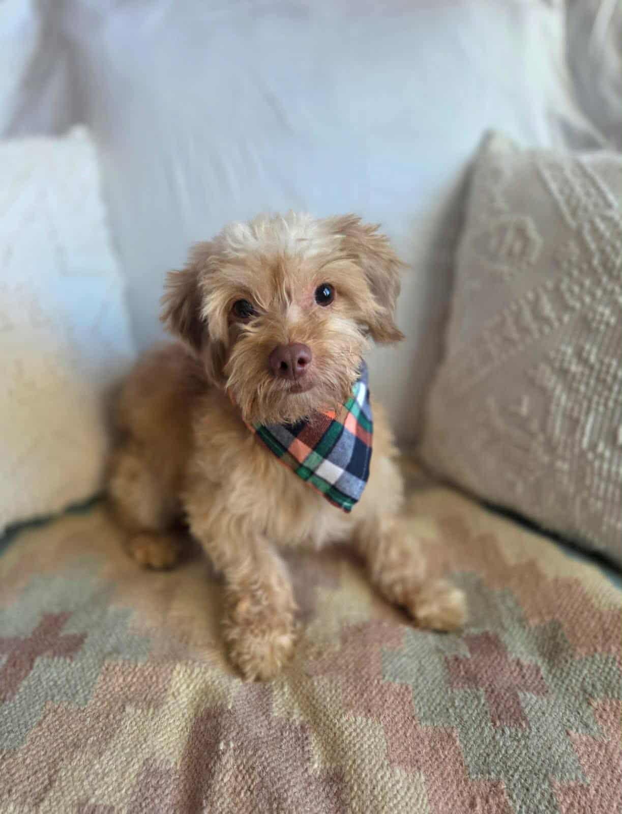 Canelo