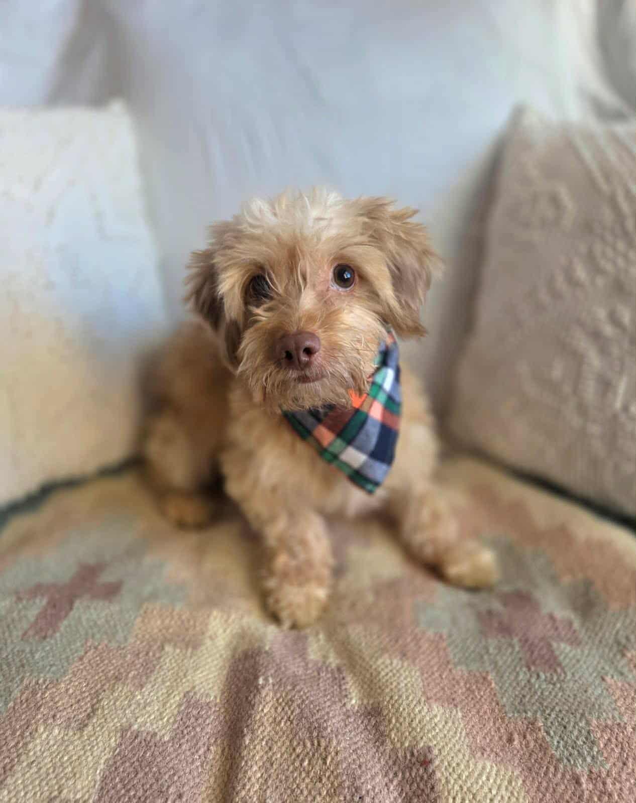 Canelo