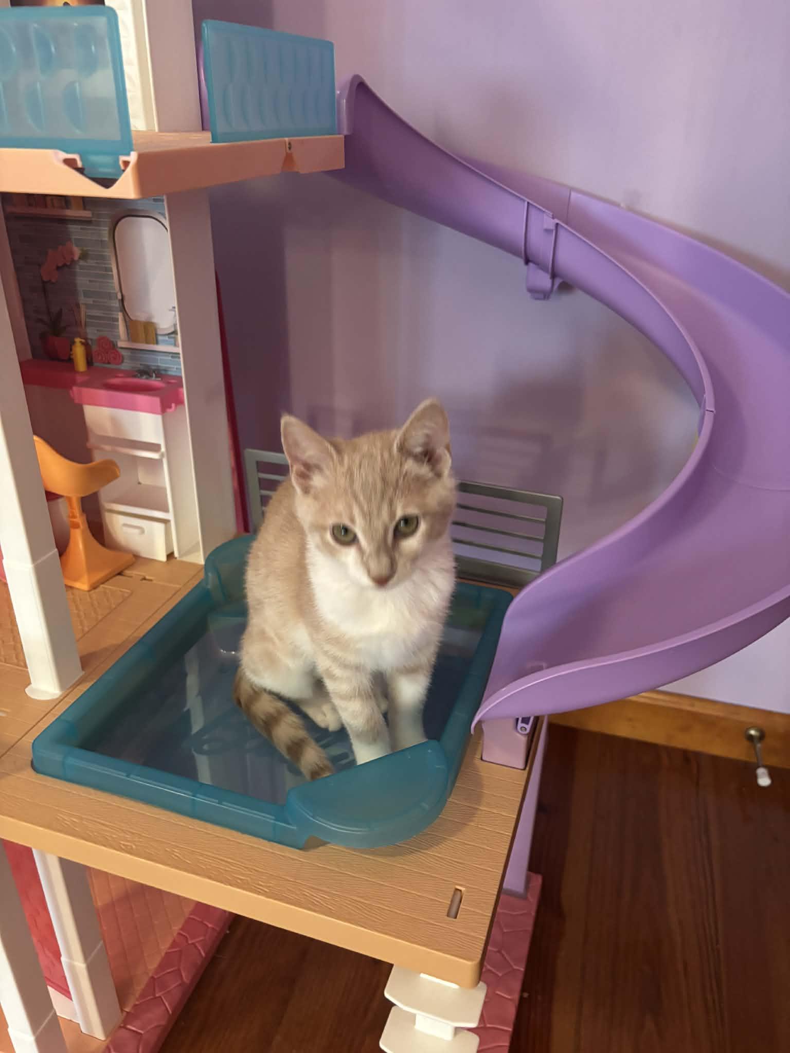 Cheddar, Adoptable, Young Female Domestic Medium Hair.