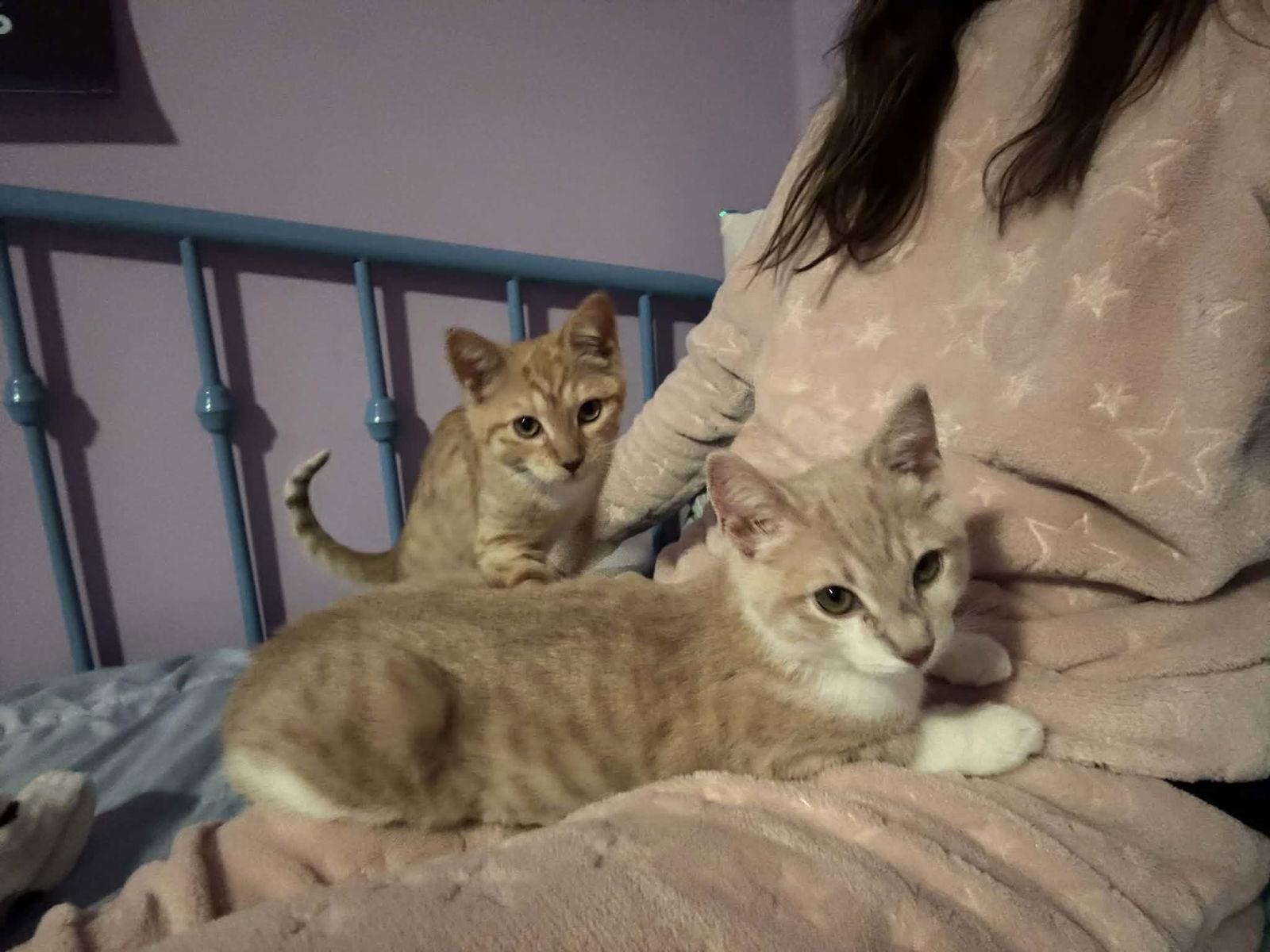 Enlarge Cheddar, a Adoptable Domestic Medium Hair in Sicklerville , NJ image 2/3