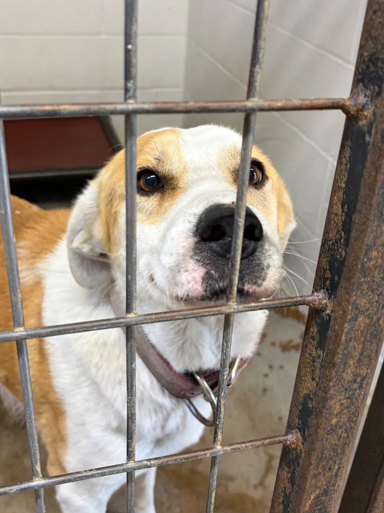 Lucy, Adoptable, Adult Female Great Pyrenees & Labrador Retriever.