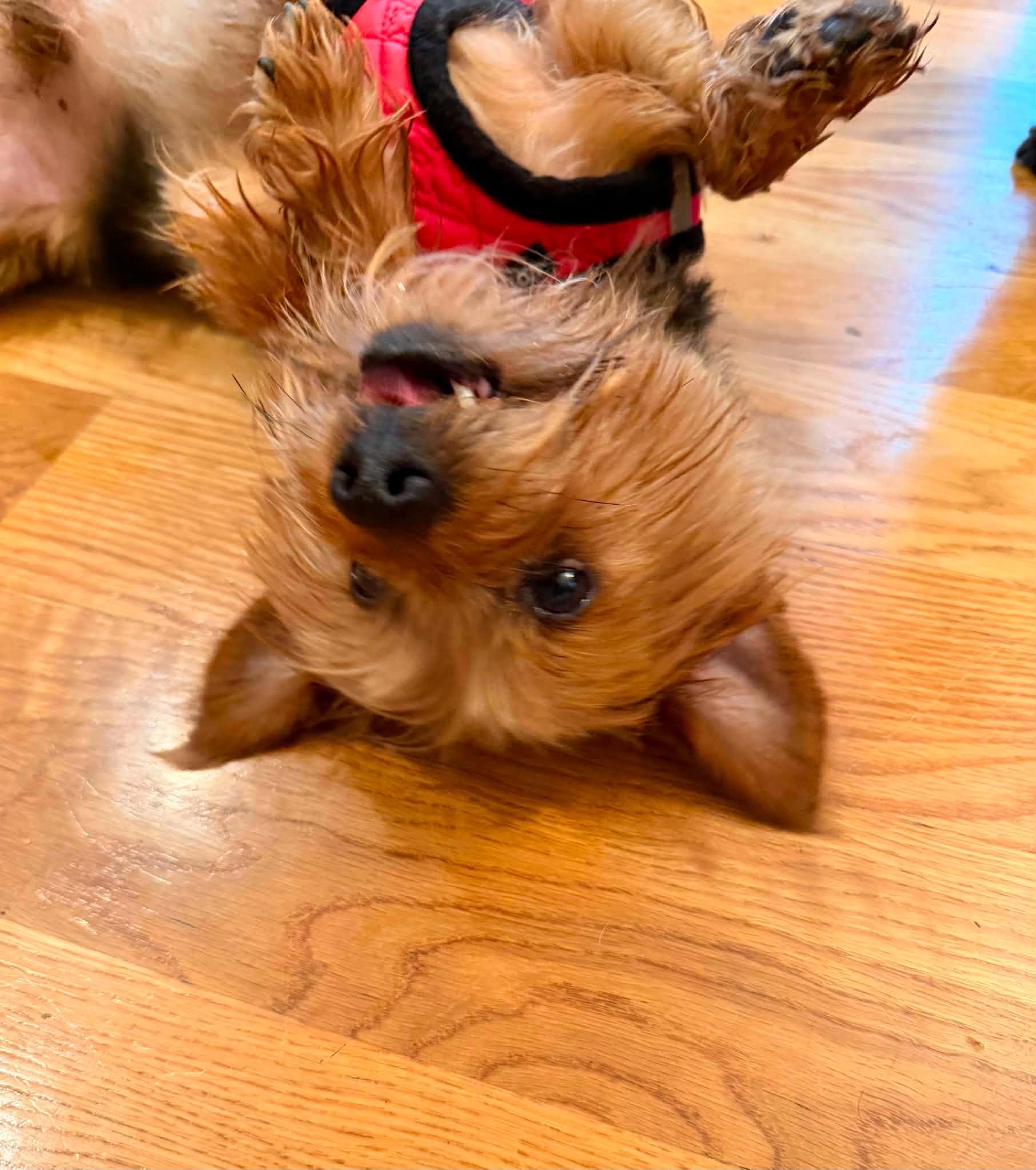 Bennie, a ADOPTABLE Yorkshire Terrier in Louisville, KY image 4/4