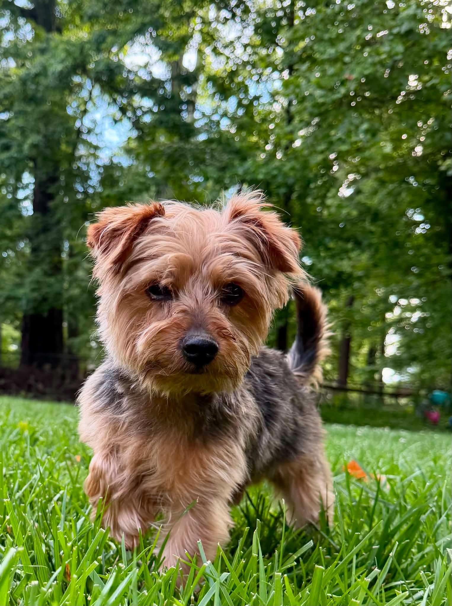 Bennie, a ADOPTABLE Yorkshire Terrier in Louisville, KY image 1/4