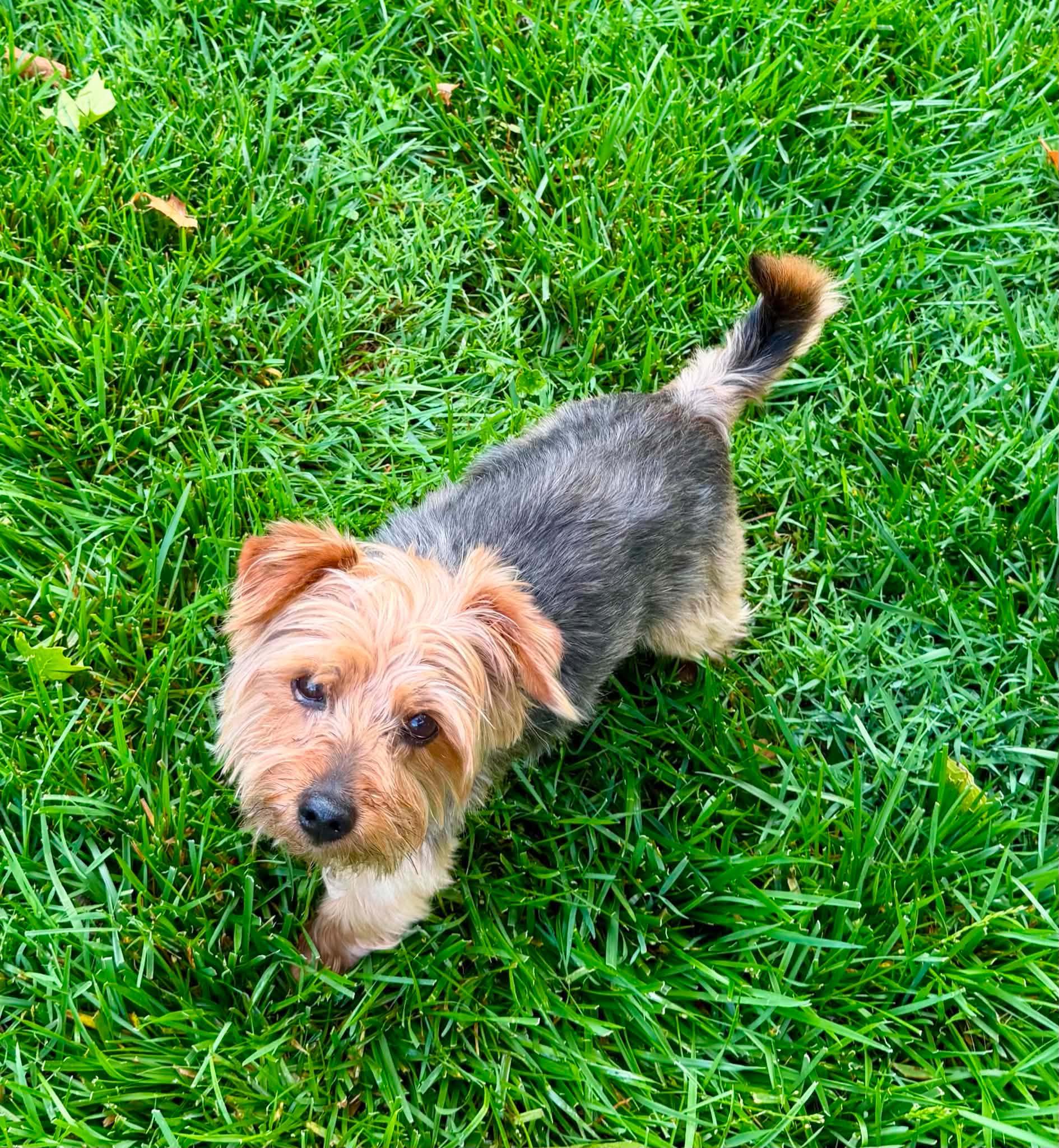 Bennie, a ADOPTABLE Yorkshire Terrier in Louisville, KY image 2/4