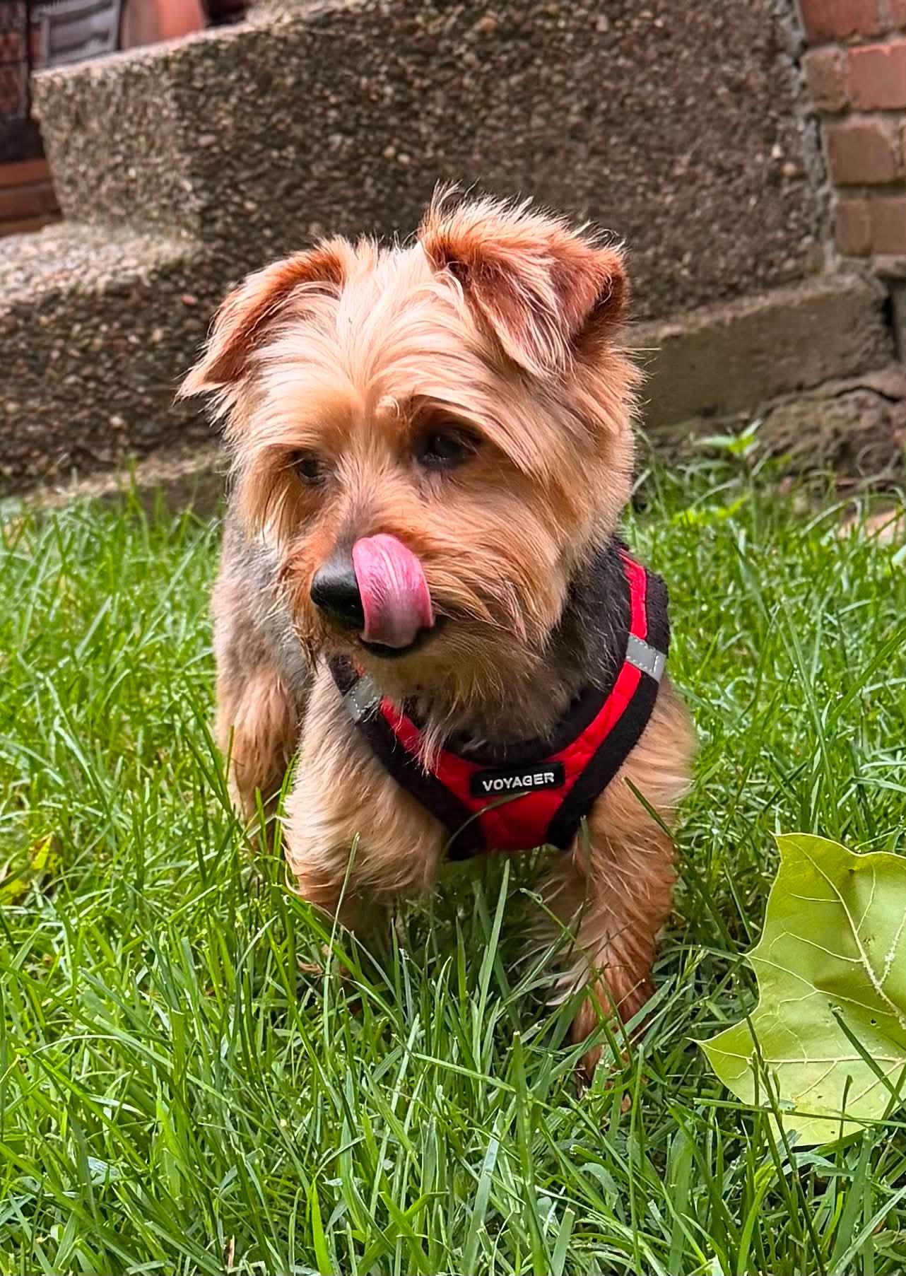 Bennie, a ADOPTABLE Yorkshire Terrier in Louisville, KY image 3/4