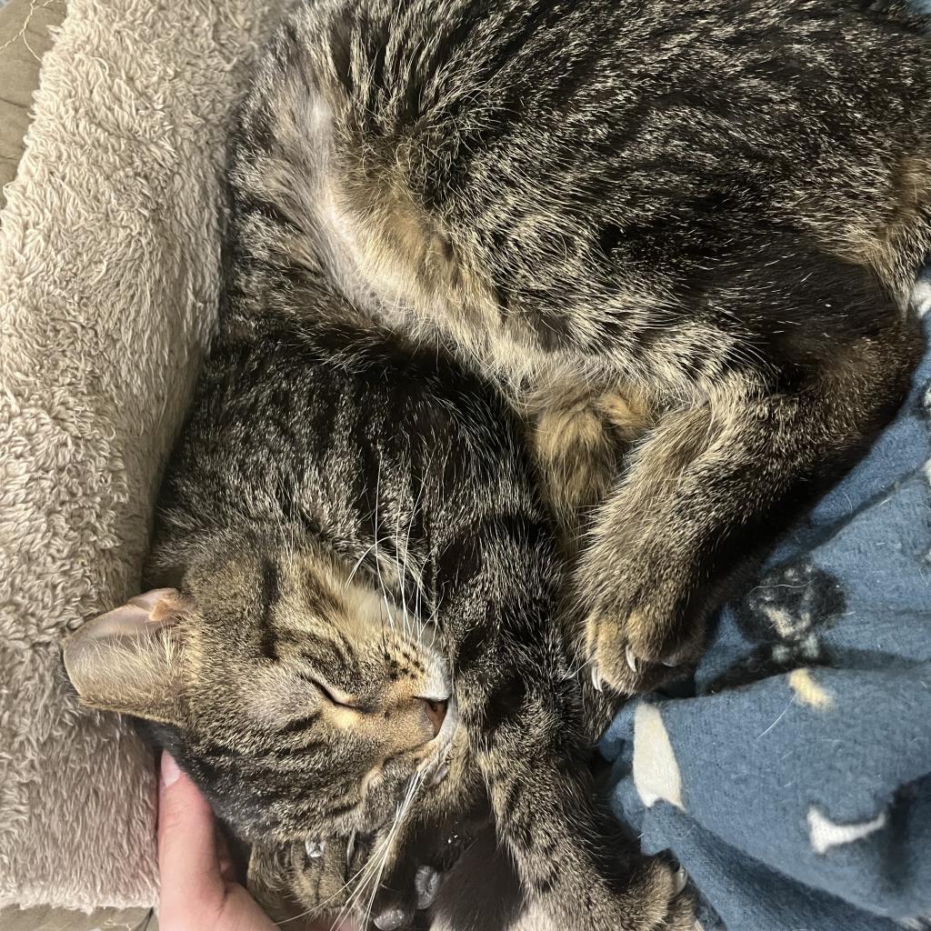 Enlarge Oscar, a Adoptable Domestic Short Hair in PITTSBURGH, PA image 1/5