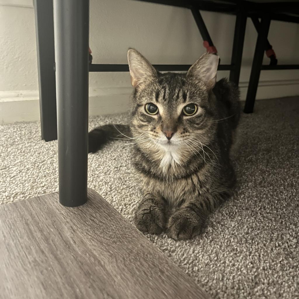 Oscar, a Adoptable Domestic Short Hair in PITTSBURGH, PA image 1/5