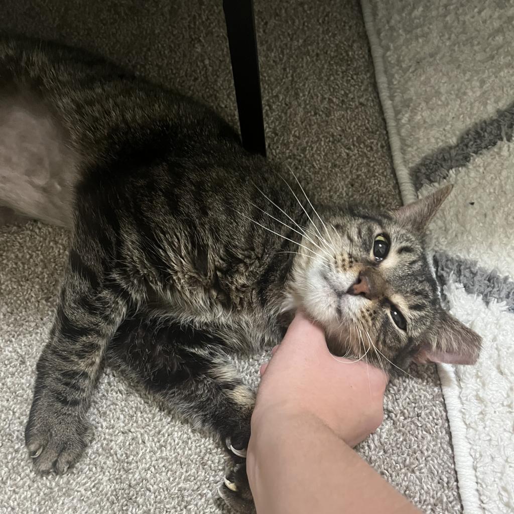 Oscar, a Adoptable Domestic Short Hair in PITTSBURGH, PA image 3/5