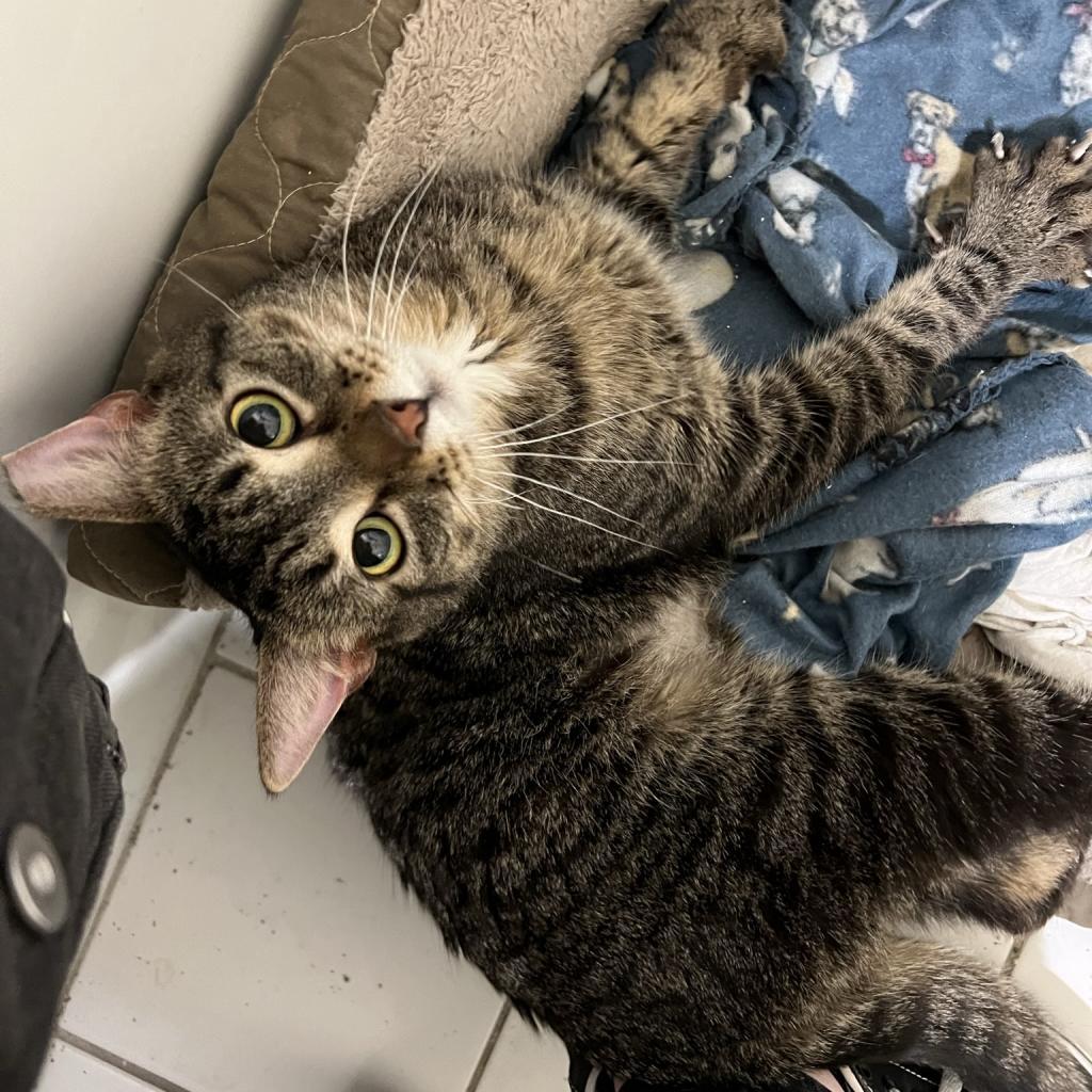 Oscar, a Adoptable Domestic Short Hair in PITTSBURGH, PA image 4/5