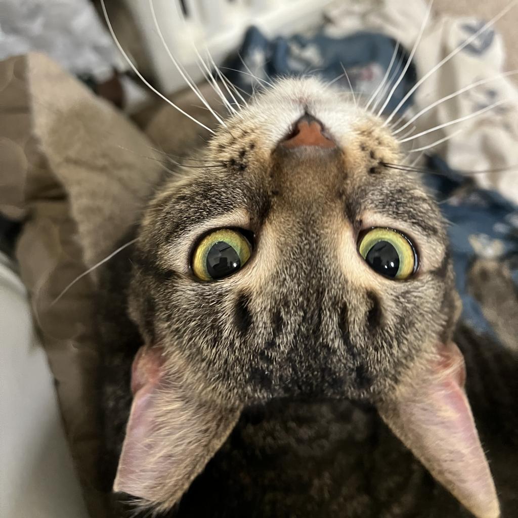 Oscar, a Adoptable Domestic Short Hair in PITTSBURGH, PA image 5/5