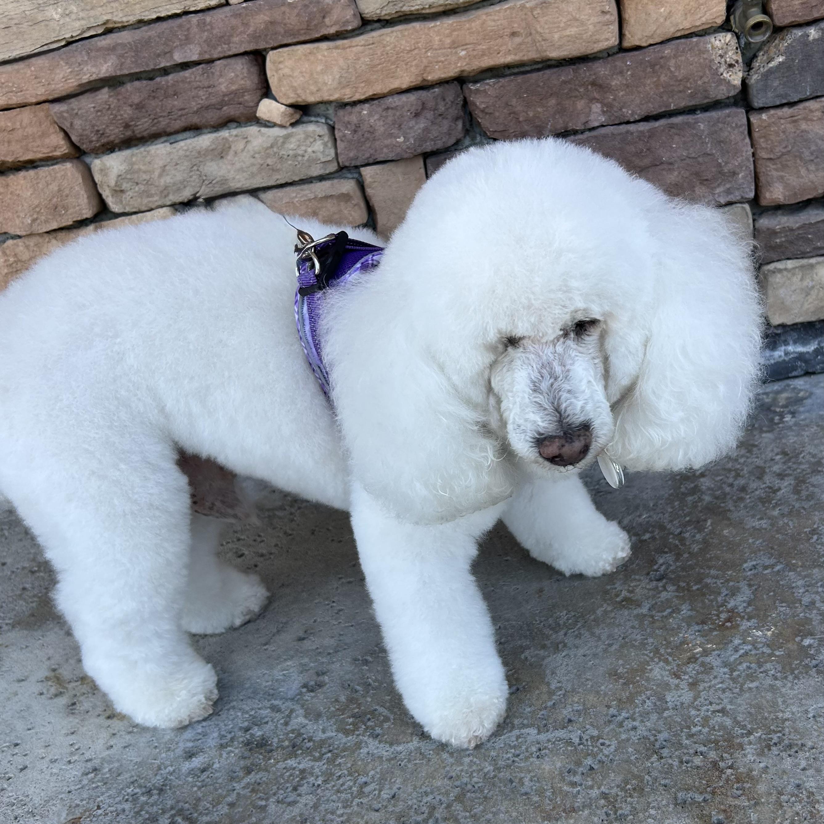 Berry #492, a Adoptable mixed breed in Placentia, CA image 2/6