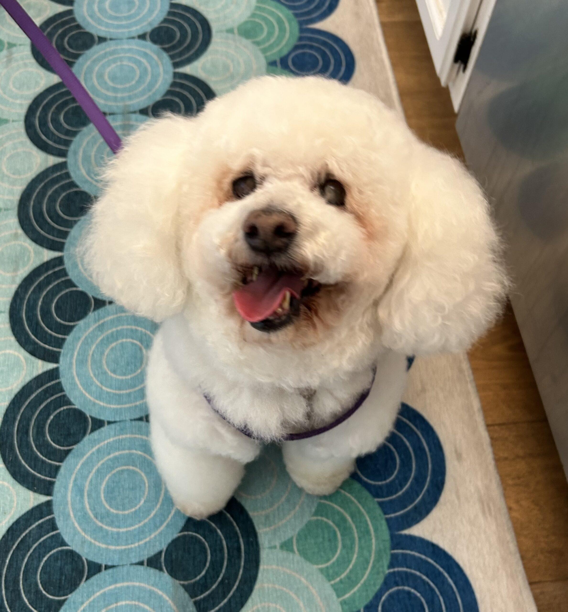 Enlarge Berry #492, a Adoptable mixed breed in Placentia, CA image 2/5