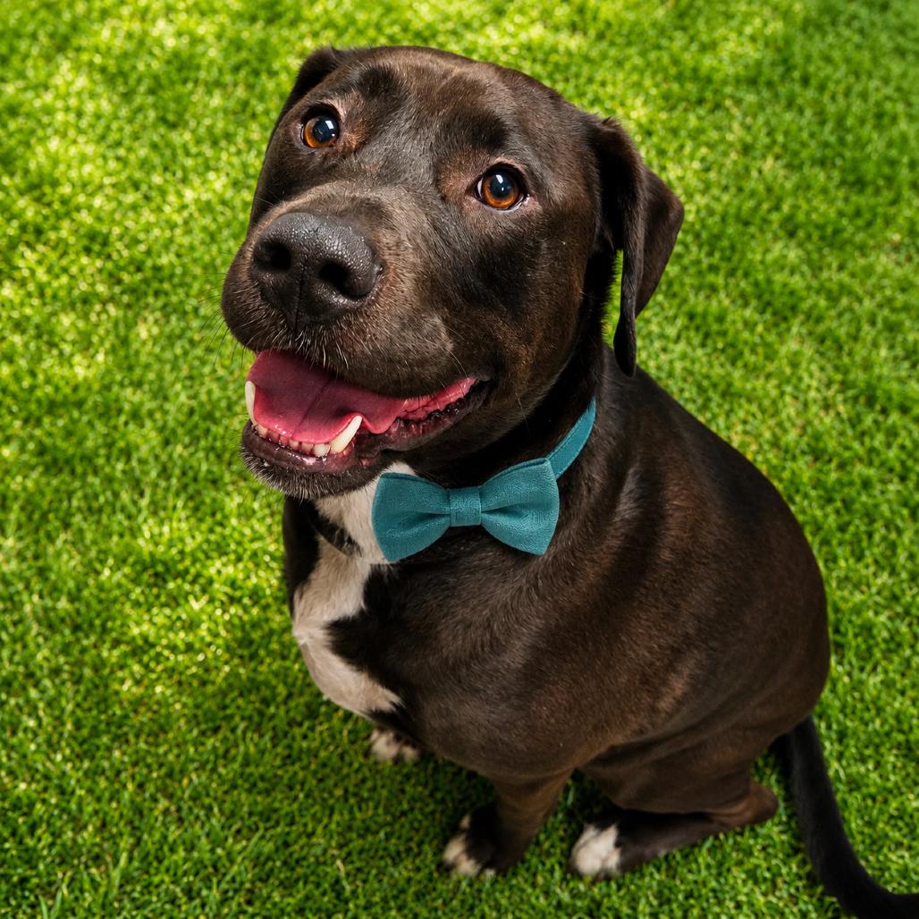 Maxwell Smart, Adoptable, Adult Male Black Labrador Retriever & Mixed Breed.