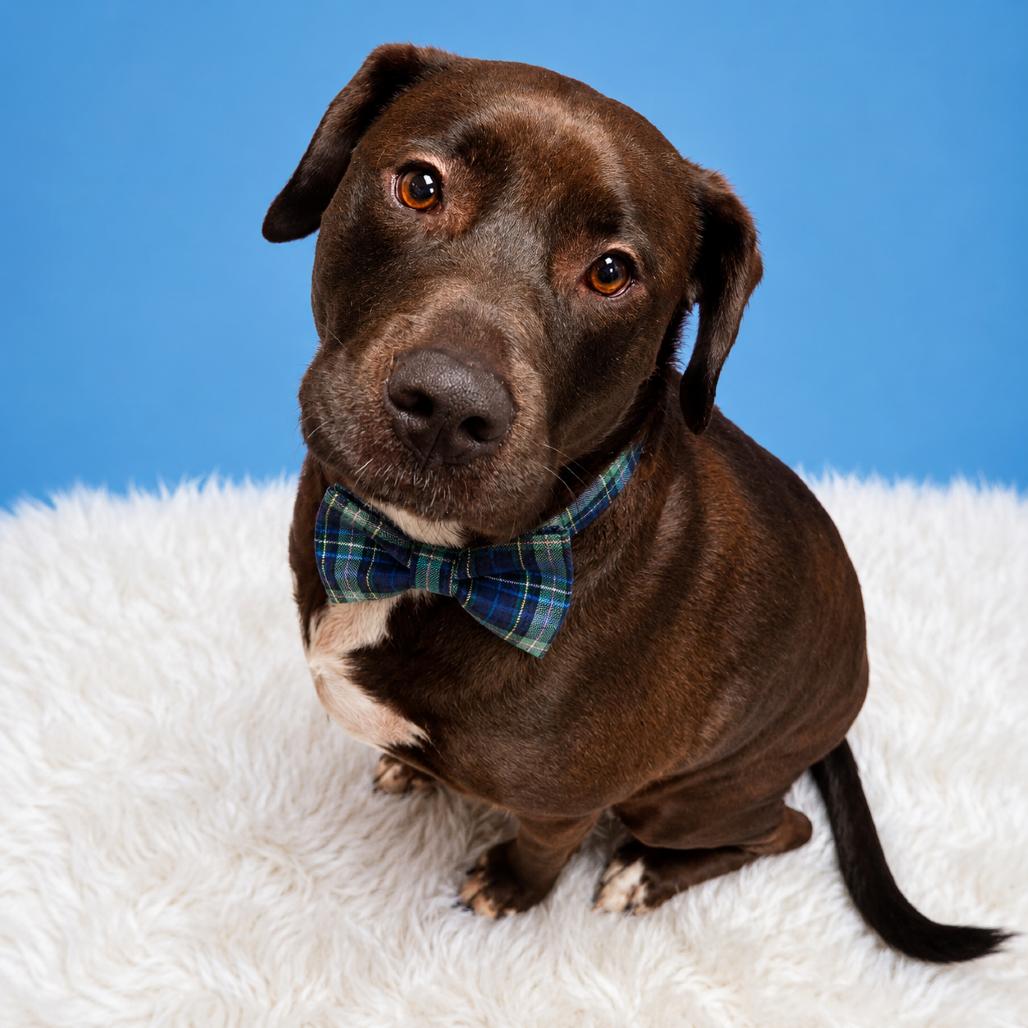 Enlarge Maxwell Smart, a Adoptable mixed breed in Binghamton, NY image 2/3