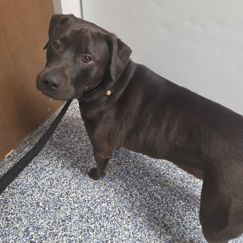Enlarge Maxwell Smart, a Adoptable mixed breed in Binghamton, NY image 3/3