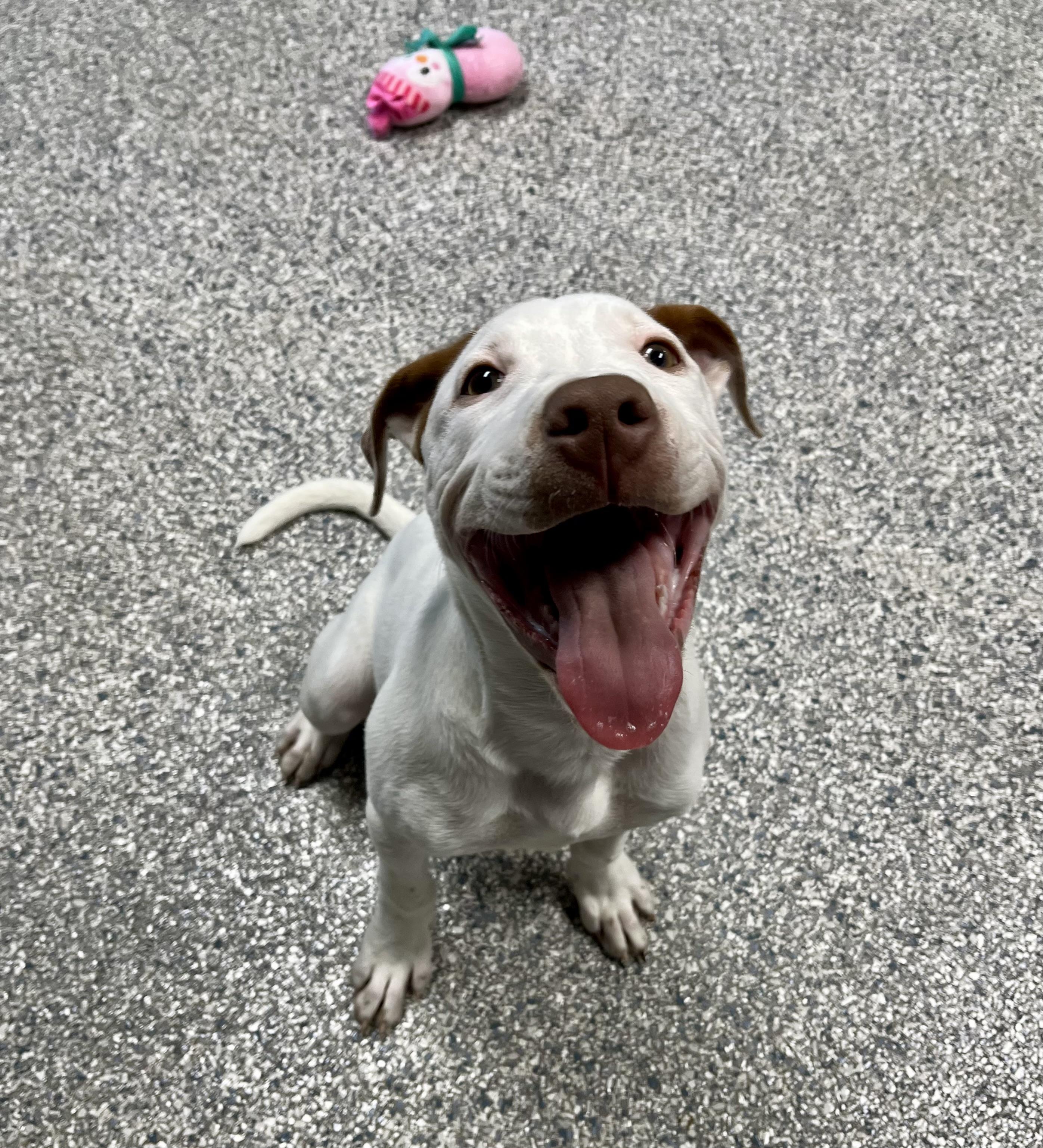 Enlarge Potato Chip, a Adoptable mixed breed in Centerton, AR image 1/3