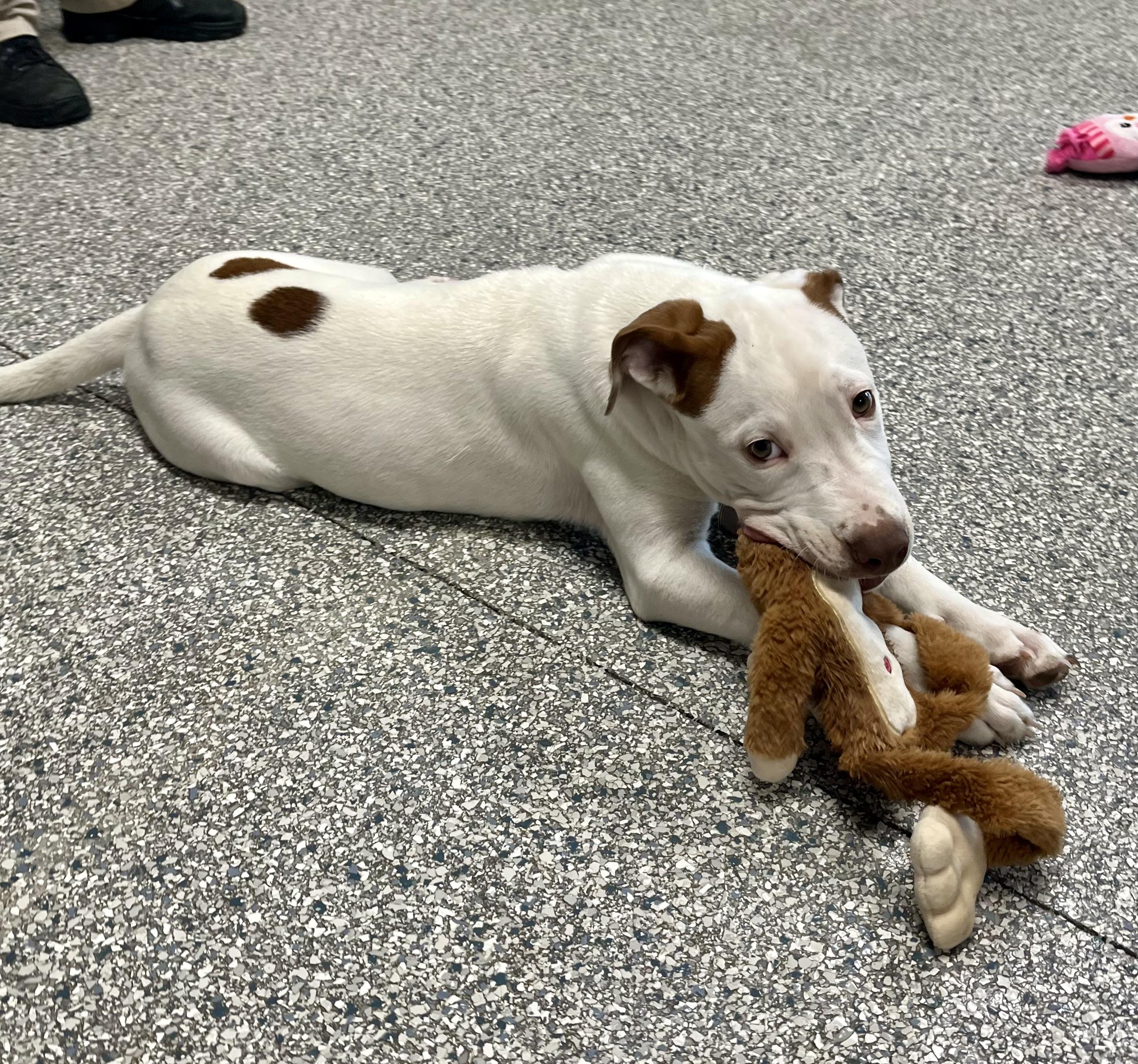 Enlarge Potato Chip, a Adoptable mixed breed in Centerton, AR image 2/3