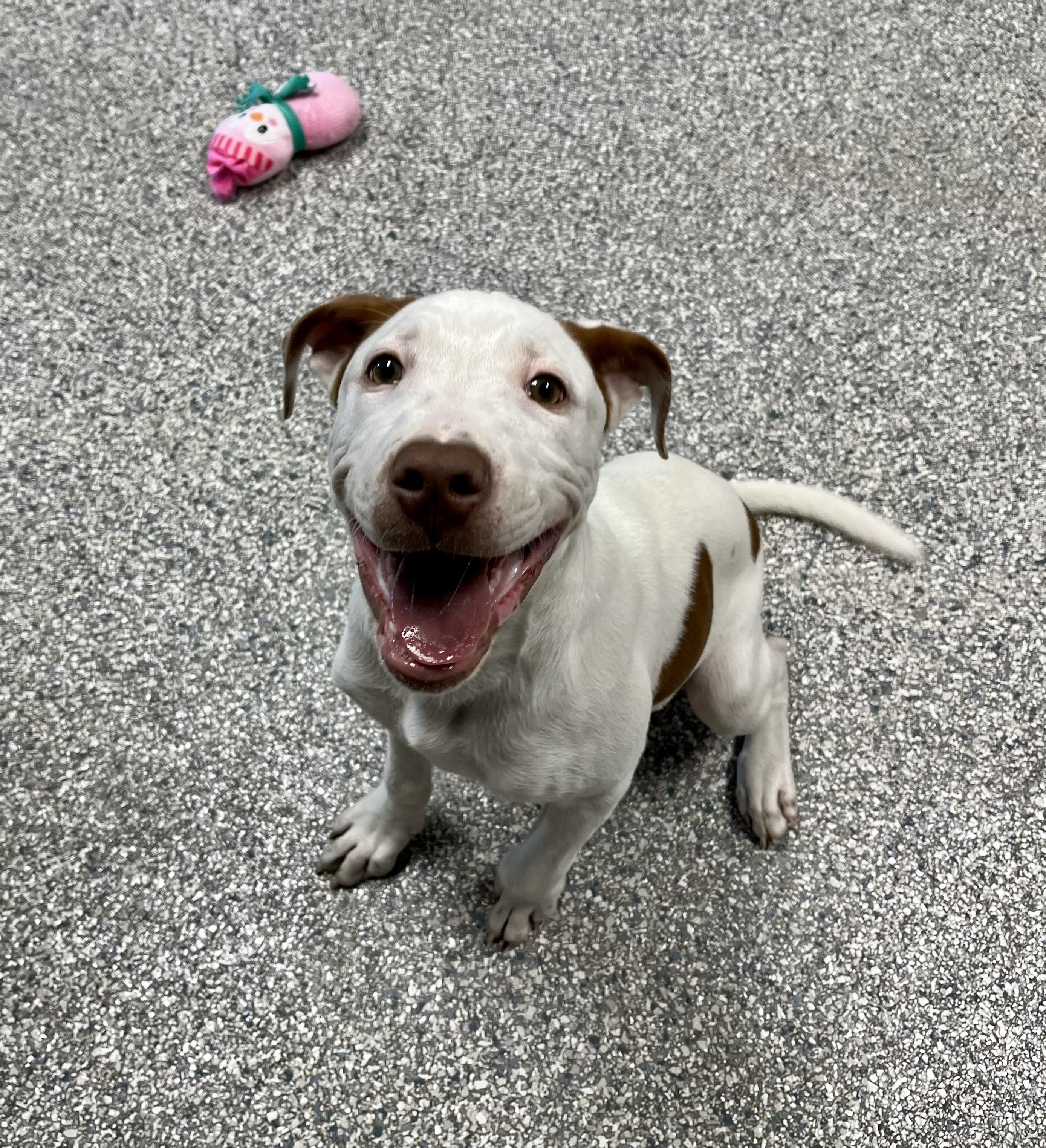 Enlarge Potato Chip, a Adoptable mixed breed in Centerton, AR image 3/3