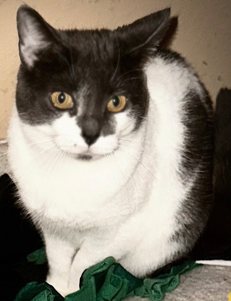 Dana, Adoptable, Young Female Domestic Short Hair.