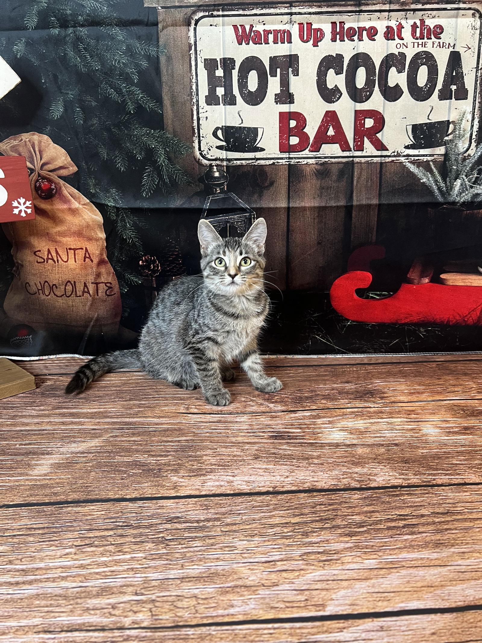 Enlarge Peaches, a Adoptable Domestic Short Hair in Hammond, LA image 1/2