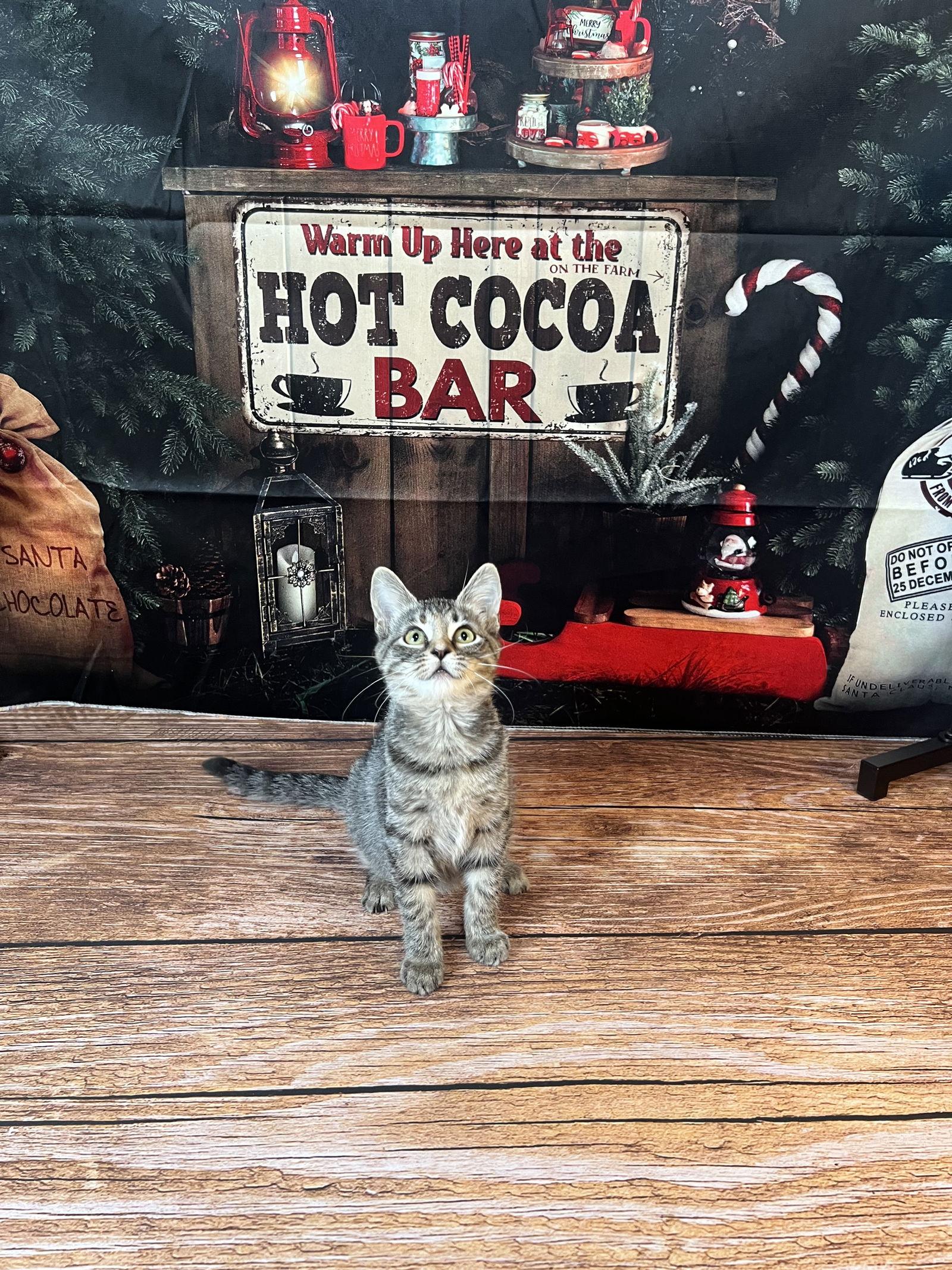 Enlarge Peaches, a Adoptable Domestic Short Hair in Hammond, LA image 2/2