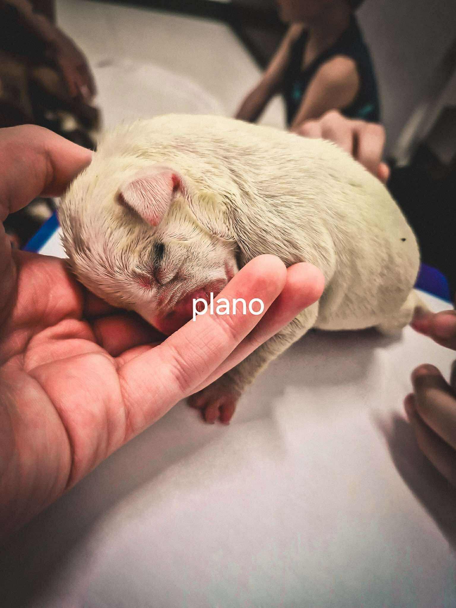 Plano, Adopted, Puppy Female Boxer.