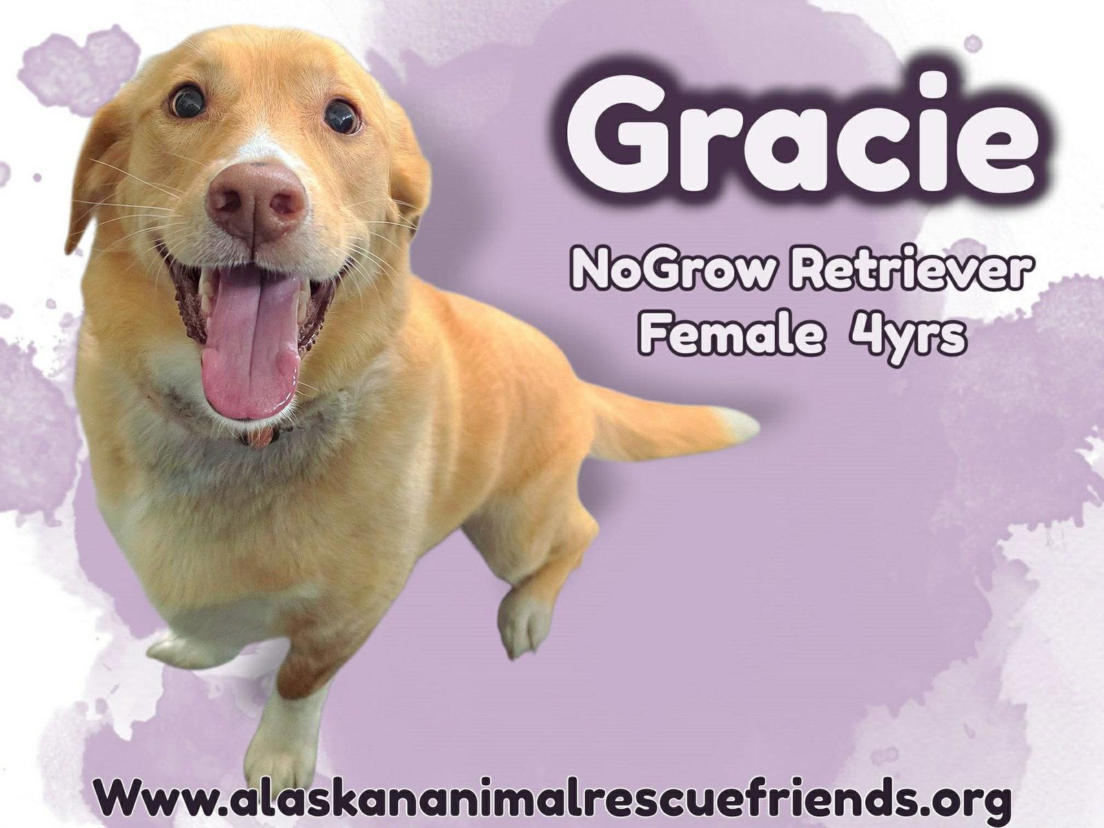 Gracie, Adoptable, Adult Female Labrador Retriever & Corgi.