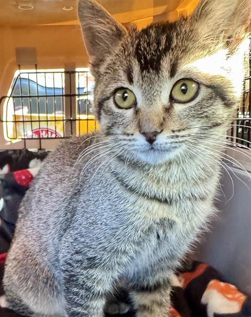 Enlarge OPHELIA, a Adoptable Domestic Short Hair in West Valley City, UT image 1/1