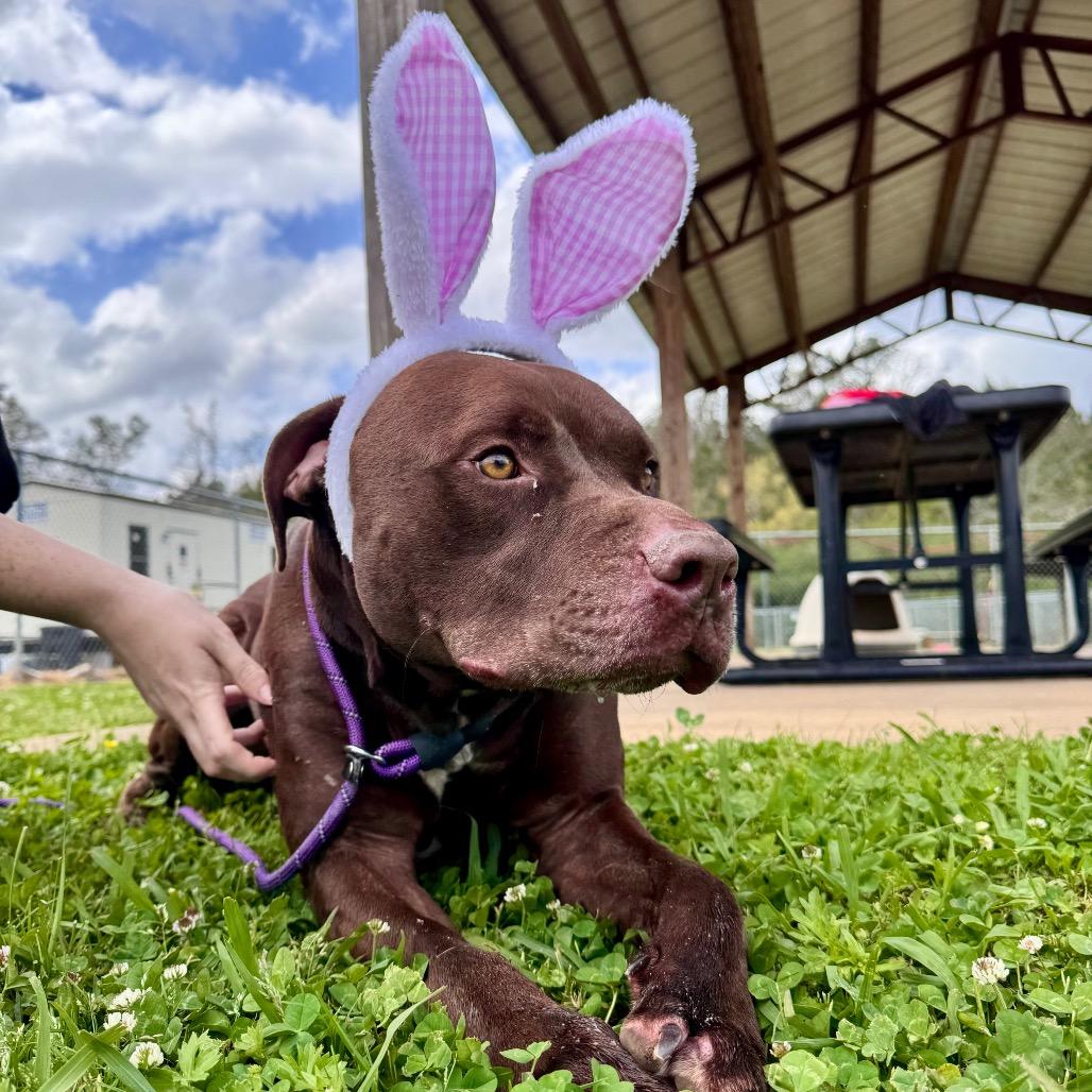 Enlarge Beau, a Adoptable Mixed Breed in Columbiana, AL image 1/6