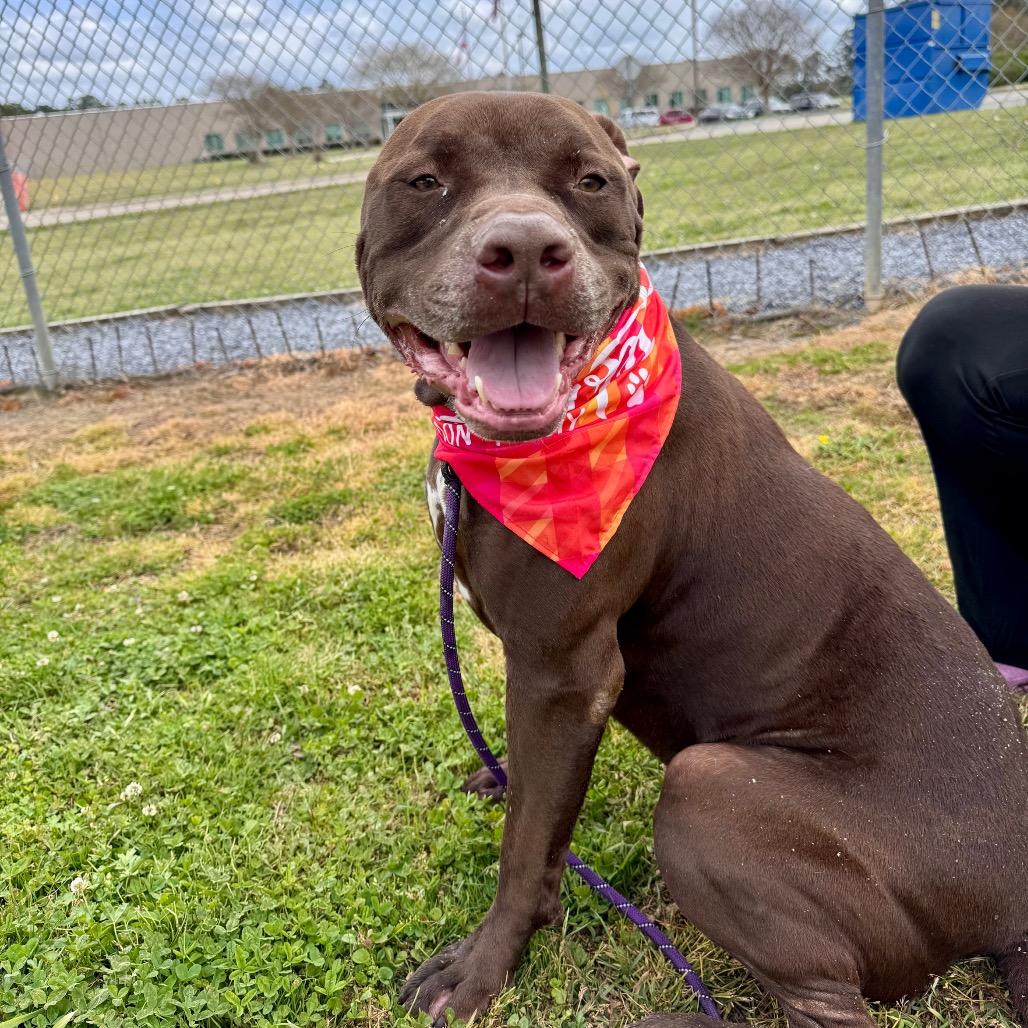 Enlarge Beau, a Adoptable Mixed Breed in Columbiana, AL image 2/6