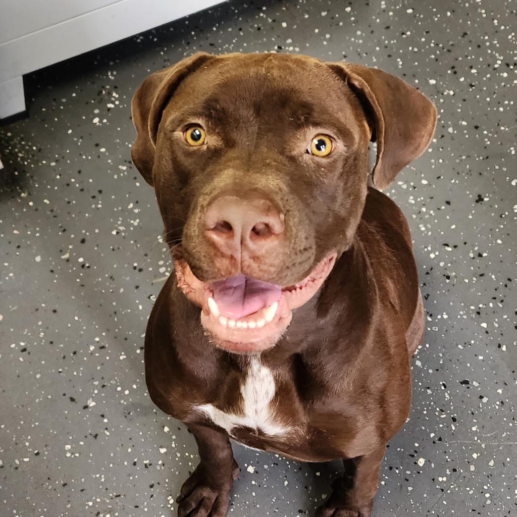 Enlarge Beau, a Adoptable Mixed Breed in Columbiana, AL image 3/6