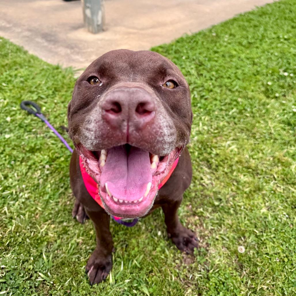 Enlarge Beau, a Adoptable Mixed Breed in Columbiana, AL image 4/6