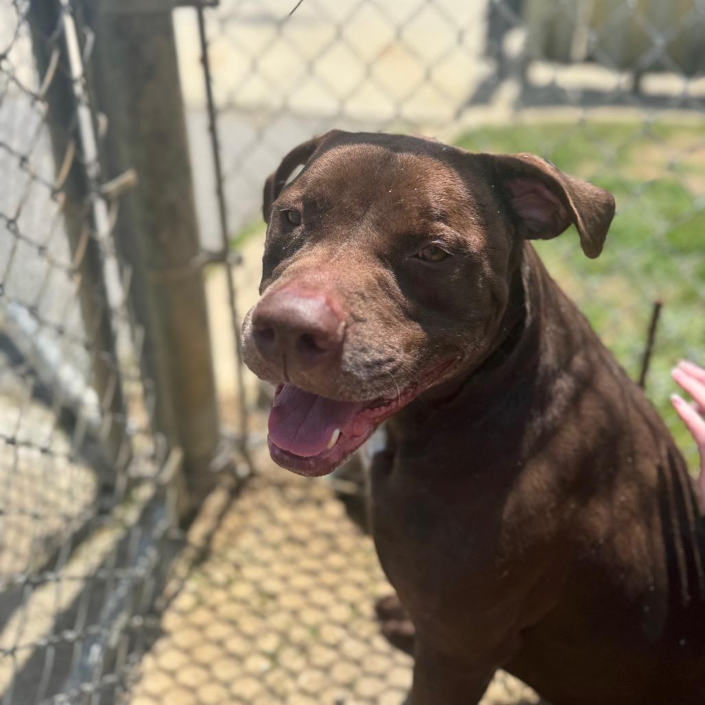 Enlarge Beau, a Adoptable Mixed Breed in Columbiana, AL image 4/6