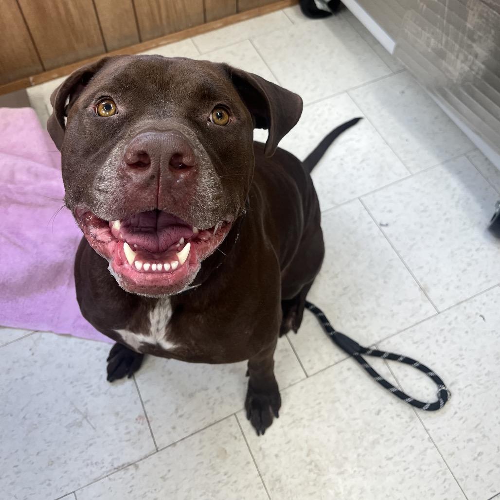 Enlarge Beau, a Adoptable Mixed Breed in Columbiana, AL image 5/6