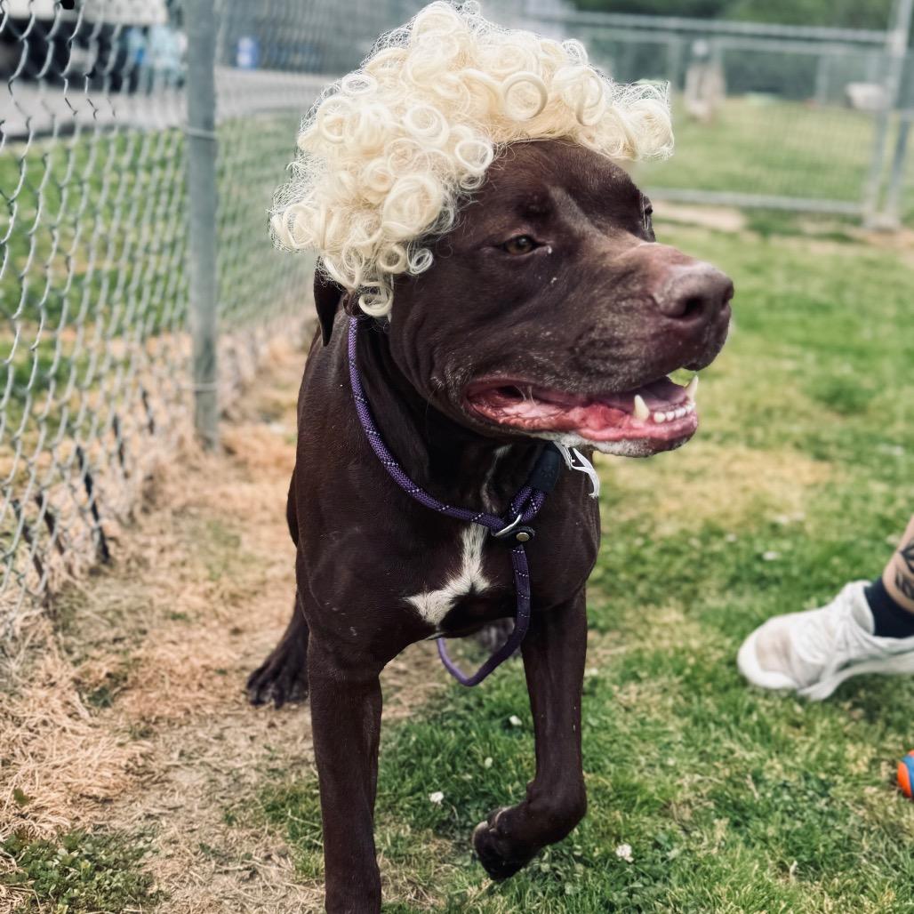 Enlarge Beau, a Adoptable Mixed Breed in Columbiana, AL image 6/6