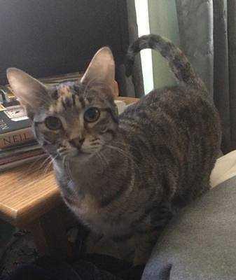 Enlarge Harbor, a Adopted Domestic Short Hair in Muskegon, MI image 1/1