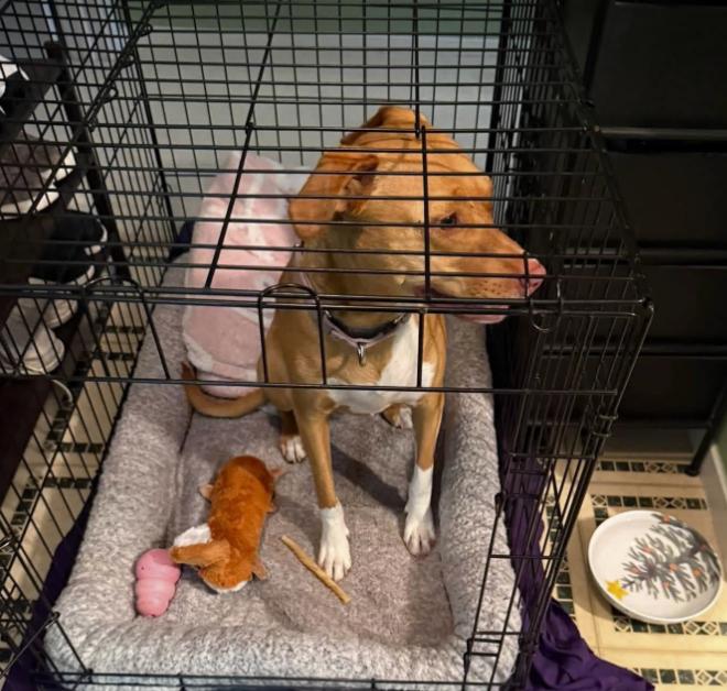 Enlarge Maisy, a Adoptable mixed breed in Pleasant Valley, NY image 3/4