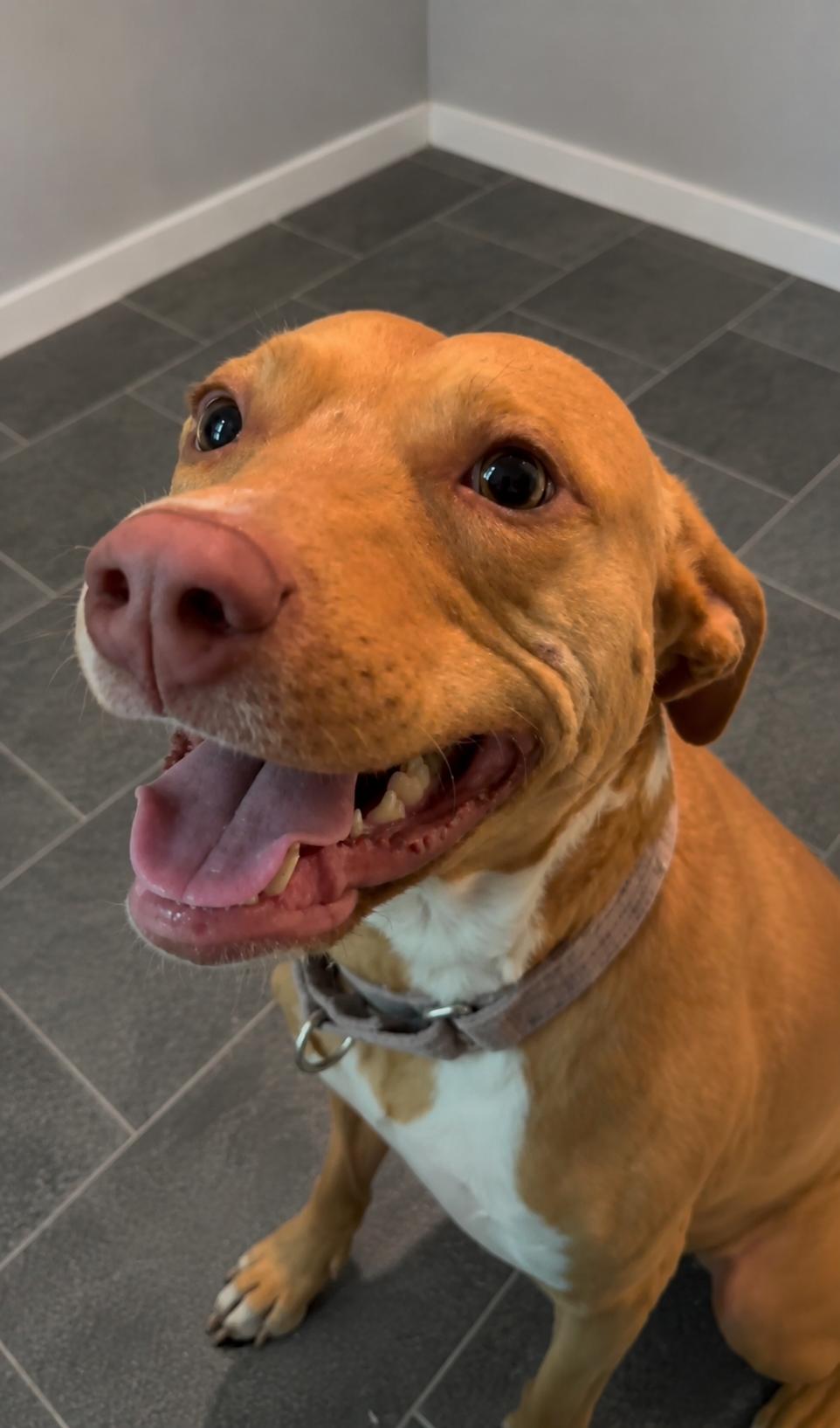 Maisy, Adoptable, Adult Female Hound.