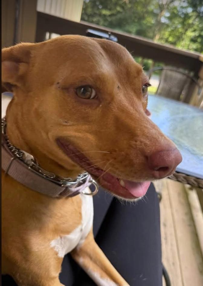 Enlarge Maisy, a Adoptable mixed breed in Pleasant Valley, NY image 2/4