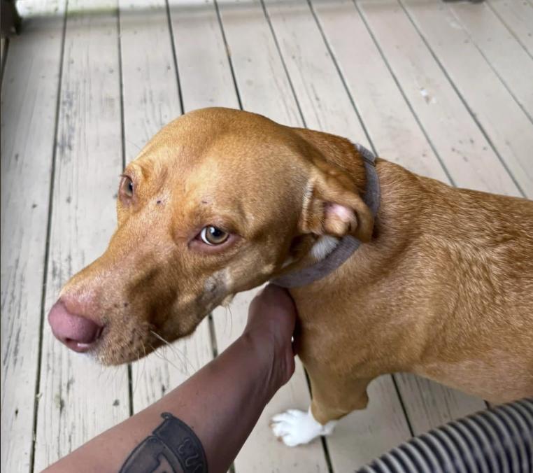Enlarge Maisy, a Adoptable mixed breed in Pleasant Valley, NY image 4/4