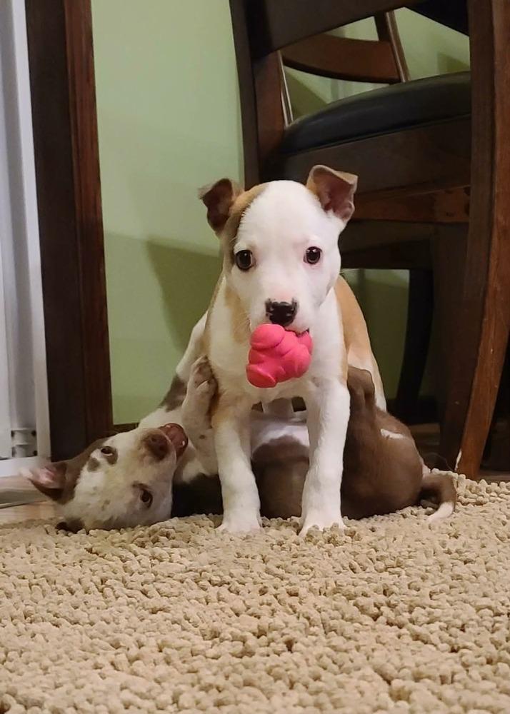 Valentine, Adoptable, Puppy Female Pit Bull Terrier.