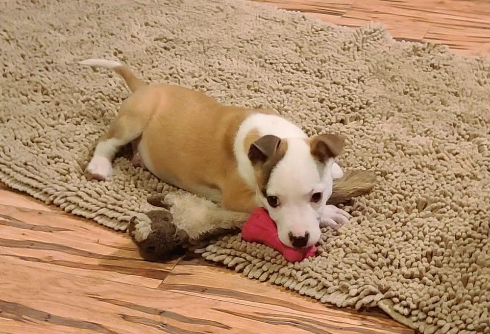 Enlarge Valentine, a Adoptable mixed breed in Rockland, WI image 2/6