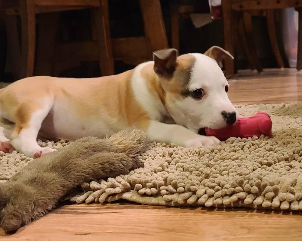 Enlarge Valentine, a Adoptable mixed breed in Rockland, WI image 4/6