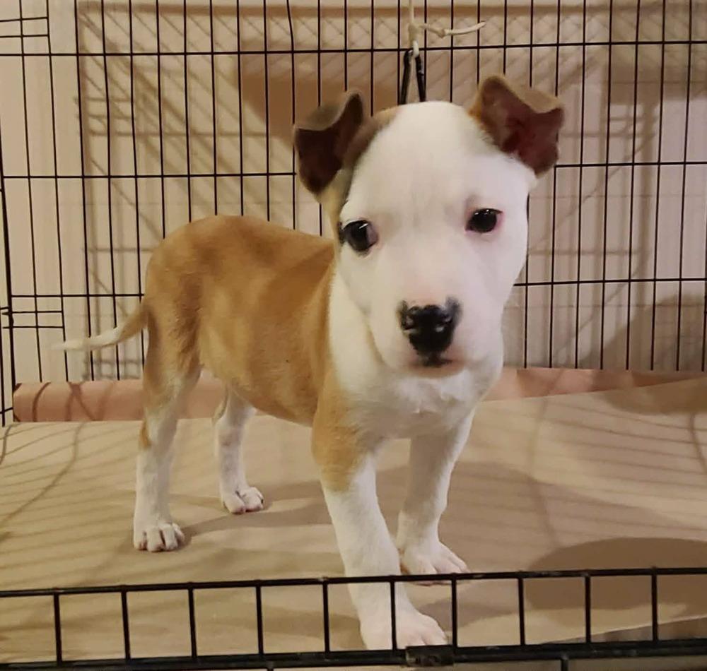 Enlarge Valentine, a Adoptable mixed breed in Rockland, WI image 3/6