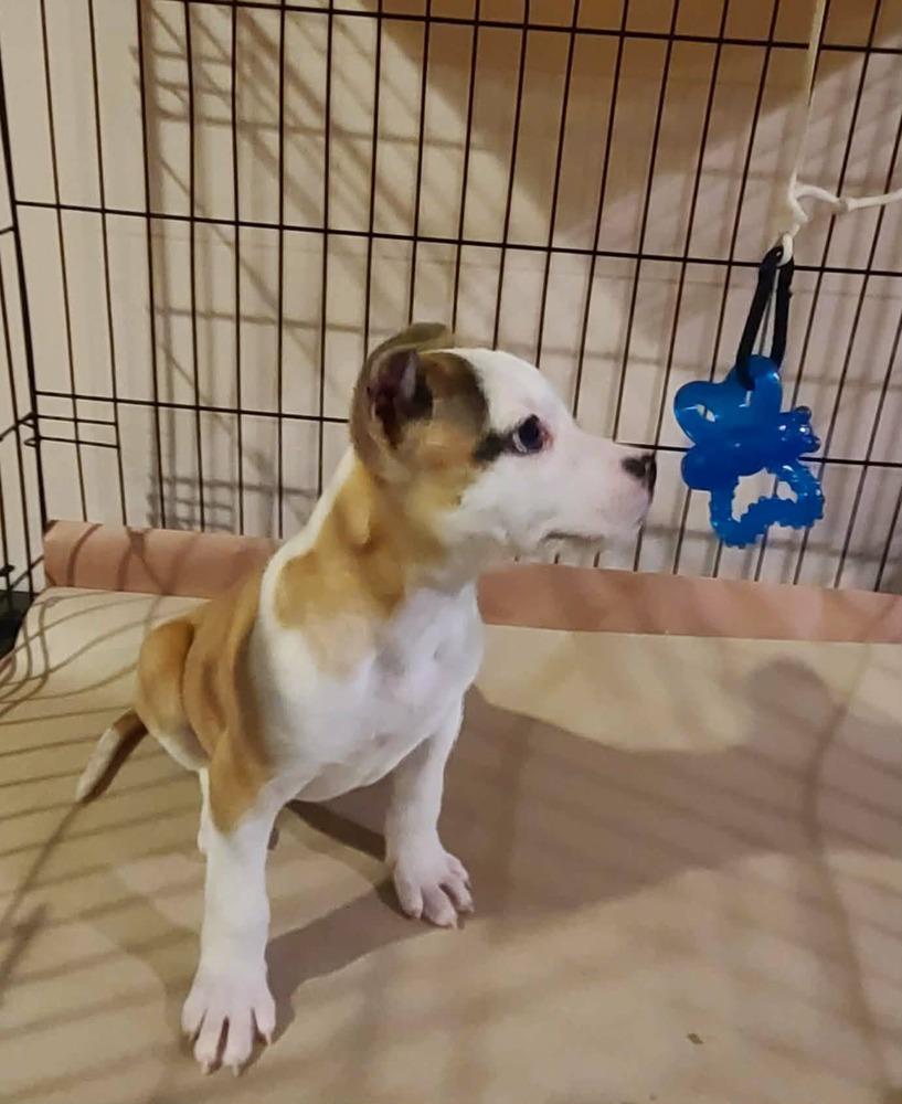 Enlarge Valentine, a Adoptable mixed breed in Rockland, WI image 4/6